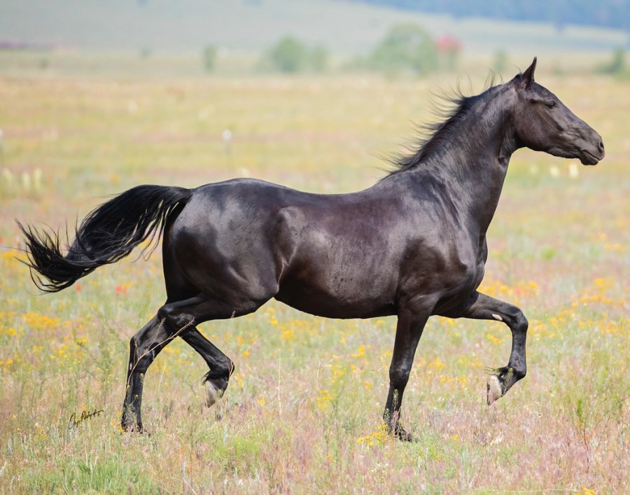 Friesian & Friesian Crossbreds For Sale